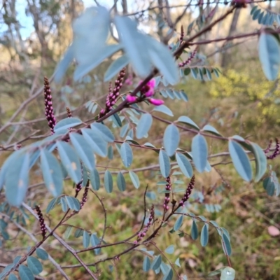 Indigofera australis subsp. australis (Australian Indigo) at Jerrabomberra, ACT - 30 Aug 2023 by Mike