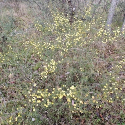 Acacia ulicifolia (Prickly Moses) at Jerrabomberra, ACT - 30 Aug 2023 by Mike