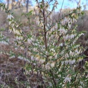 Leucopogon fletcheri subsp. brevisepalus at Jerrabomberra, ACT - 30 Aug 2023