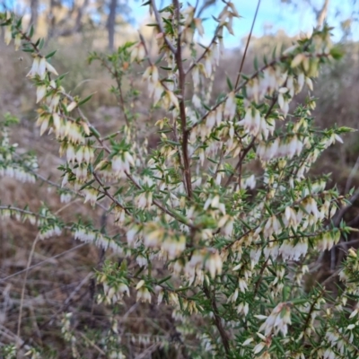 Leucopogon fletcheri subsp. brevisepalus (Twin Flower Beard-Heath) at Isaacs Ridge - 30 Aug 2023 by Mike