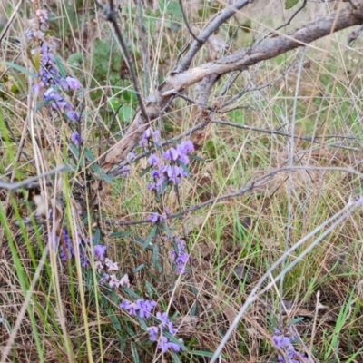 Hovea heterophylla (Common Hovea) at Jerrabomberra, ACT - 30 Aug 2023 by Mike