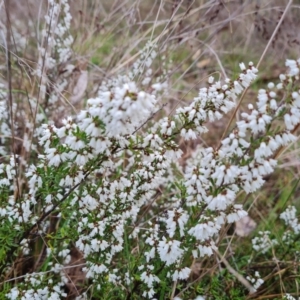 Cryptandra amara at Jerrabomberra, ACT - 30 Aug 2023