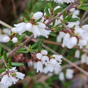 Cryptandra amara at Jerrabomberra, ACT - 30 Aug 2023