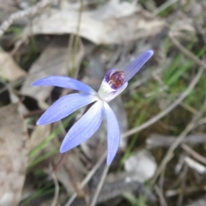 Cyanicula caerulea at Stromlo, ACT - 30 Aug 2023