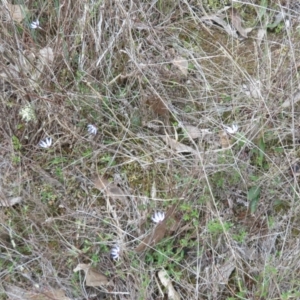 Cyanicula caerulea at Stromlo, ACT - suppressed