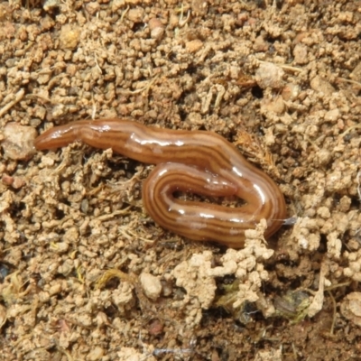 Fletchamia quinquelineata (Five-striped flatworm) at Denman Prospect 2 Estate Deferred Area (Block 12) - 30 Aug 2023 by Christine