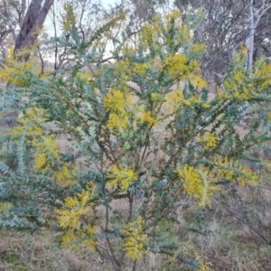 Acacia cultriformis at Jerrabomberra, ACT - 30 Aug 2023