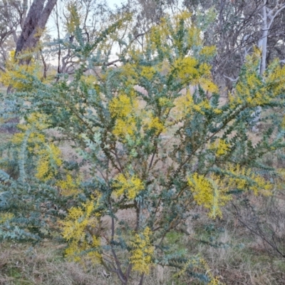 Acacia cultriformis (Knife Leaf Wattle) at Jerrabomberra, ACT - 30 Aug 2023 by Mike