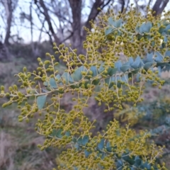 Acacia cultriformis at Jerrabomberra, ACT - 30 Aug 2023