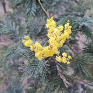 Acacia dealbata subsp. dealbata at Jerrabomberra, ACT - 30 Aug 2023