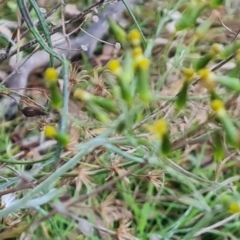 Senecio quadridentatus (Cotton Fireweed) at Jerrabomberra, ACT - 30 Aug 2023 by Mike