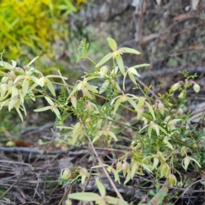 Clematis leptophylla at Jerrabomberra, ACT - 30 Aug 2023 05:11 PM