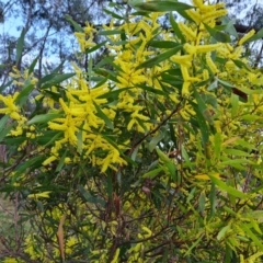 Acacia longifolia subsp. longifolia (Sydney Golden Wattle) at Jerrabomberra, ACT - 30 Aug 2023 by Mike