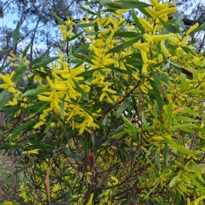 Acacia longifolia subsp. longifolia (Sydney Golden Wattle) at Jerrabomberra, ACT - 30 Aug 2023 by Mike