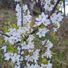 Prunus sp. (A Plum) at Isaacs Ridge - 30 Aug 2023 by Mike