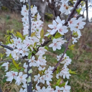 Prunus sp. at Jerrabomberra, ACT - 30 Aug 2023 05:08 PM