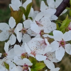 Prunus sp. at Jerrabomberra, ACT - 30 Aug 2023 05:08 PM