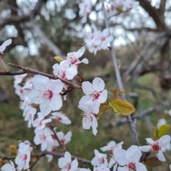 Prunus cerasifera (Cherry Plum) at Isaacs Ridge - 30 Aug 2023 by Mike