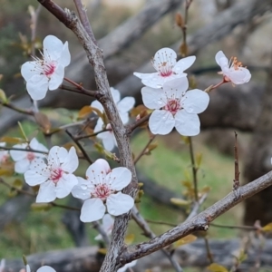 Prunus cerasifera at Jerrabomberra, ACT - 30 Aug 2023