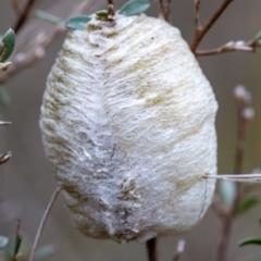 Mantidae (family) (Egg case of praying mantis) at Namadgi National Park - 29 Aug 2023 by Jek