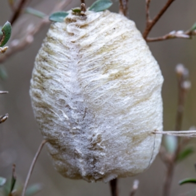 Mantidae - egg case (family) (Egg case of praying mantis) at Rendezvous Creek, ACT - 29 Aug 2023 by Jek