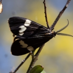 Nyctemera amicus (Senecio Moth, Magpie Moth, Cineraria Moth) at Rendezvous Creek, ACT - 29 Aug 2023 by Jek