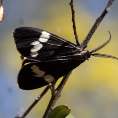 Nyctemera amicus (Senecio Moth, Magpie Moth, Cineraria Moth) at Rendezvous Creek, ACT - 29 Aug 2023 by Jek