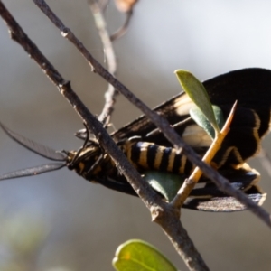 Nyctemera amicus at Rendezvous Creek, ACT - 29 Aug 2023 01:38 PM