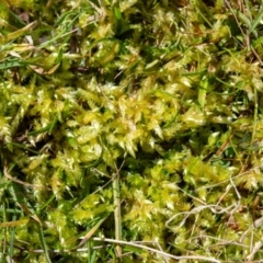 Sphagnum sp. (genus) (Sphagnum moss) at Namadgi National Park - 29 Aug 2023 by Jek