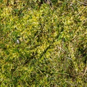 Sphagnum sp. (genus) at Rendezvous Creek, ACT - 29 Aug 2023 02:05 PM