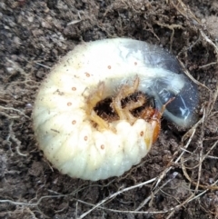 Scarabaeidae (family) (Scarab beetle, curl grub) at Fadden, ACT - 29 Aug 2023 by KumikoCallaway