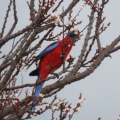 Platycercus elegans at Red Hill, ACT - 30 Aug 2023