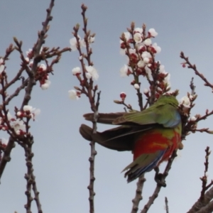 Platycercus elegans at Red Hill, ACT - 30 Aug 2023