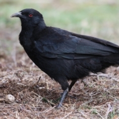 Corcorax melanorhamphos (White-winged Chough) at Red Hill, ACT - 30 Aug 2023 by RodDeb