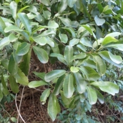 Acronychia oblongifolia (White Aspen, Yellow Wood) at Beecroft Peninsula, NSW - 28 Aug 2023 by plants