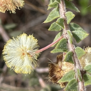 Acacia gunnii at Mulloon, NSW - 30 Aug 2023 12:08 PM