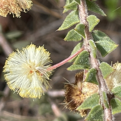 Acacia gunnii (Ploughshare Wattle) at Mulloon, NSW - 30 Aug 2023 by JaneR