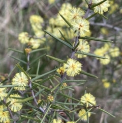Acacia ulicifolia (Prickly Moses) at Mulloon, NSW - 30 Aug 2023 by JaneR