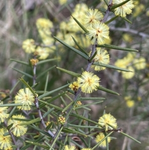 Acacia ulicifolia at Mulloon, NSW - 30 Aug 2023 12:06 PM