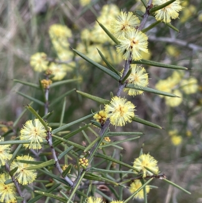 Acacia ulicifolia (Prickly Moses) at Scott Nature Reserve - 30 Aug 2023 by JaneR