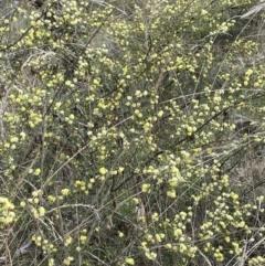 Acacia ulicifolia at Mulloon, NSW - 30 Aug 2023 12:06 PM