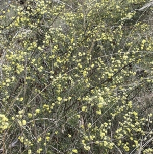 Acacia ulicifolia at Mulloon, NSW - 30 Aug 2023