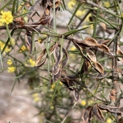 Acacia ulicifolia at Mulloon, NSW - 30 Aug 2023 12:06 PM