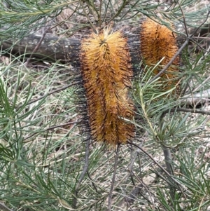 Banksia spinulosa at Mulloon, NSW - 30 Aug 2023 12:52 PM