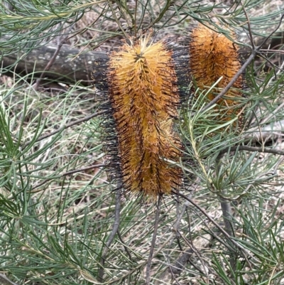 Banksia spinulosa (Hairpin Banksia) at Mulloon, NSW - 30 Aug 2023 by JaneR