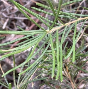 Banksia spinulosa at Mulloon, NSW - 30 Aug 2023 12:52 PM