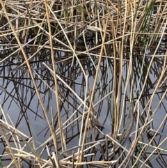 Eleocharis sphacelata (Tall Spike-rush) at Mulloon, NSW - 30 Aug 2023 by JaneR