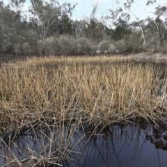 Eleocharis sphacelata at Mulloon, NSW - 30 Aug 2023