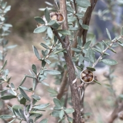 Leptospermum myrtifolium (Myrtle Teatree) at Mulloon, NSW - 30 Aug 2023 by JaneR