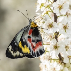 Delias harpalyce at Paddys River, ACT - 30 Aug 2023 09:44 AM